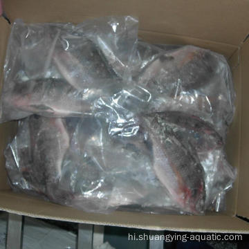 जमे हुए तिलापिया मछली पूरे दौर में 500-800g गुटेड स्केल्ड